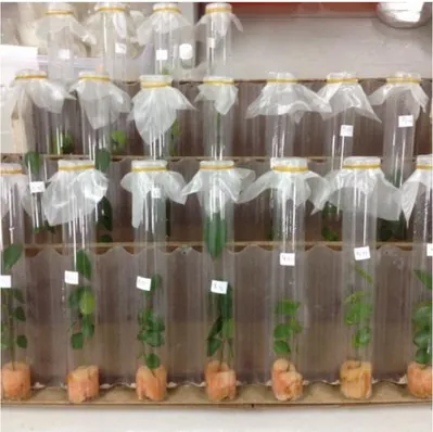 Gambar 4  Tabung kaca, berisi daun kemuning yang tangkainya dibalut spons dan  serangga uji 