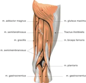 Gambar 2.4 Grup Otot Hamstring (Watson, 2002) 
