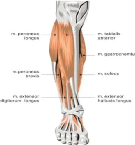 Gambar 2.6 Grup Otot Dorsi Fleksor Ankle (Watson, 2002) 