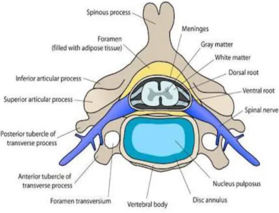 Gambar 1. Penampang korpus vertebra. 