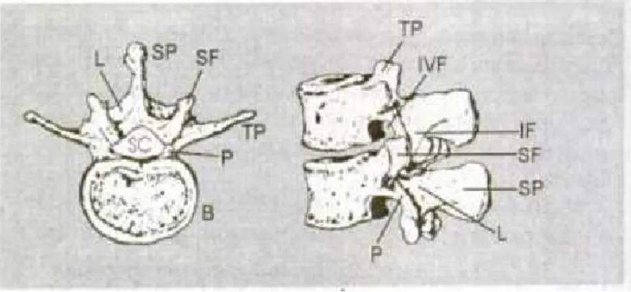 Gambar  2.1.  Kiri:  pandangan  superior  vertebra  lumbal  yang  sudah  dikupas.  Kanan  :  pandangan  lateral  dua  buah  vertebra  lumbal  yang  berhubungan  lewat  sendi  (artikulasio)