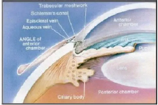 Gambar 3.. anatomi badan siliar  ( dikutip dari  www.berwickeye.com ) 