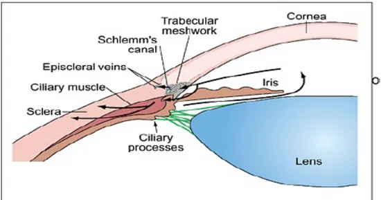 Gambar 4. Aliran cairan bilik mata (dikutip dari Textbook: Handbook of Glaucoma. 