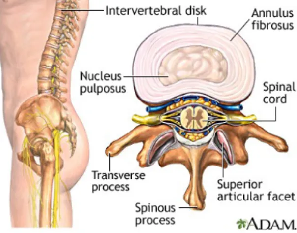 Gambar 3 Diskus Intervertebra  8