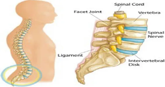 Gambar 1. Bagian dari lumbar spine