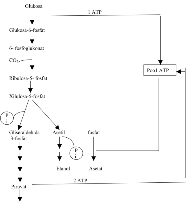 Gambar Metabolisme glukosa oleh laktobasilus hetero laktatP