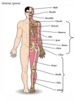 Gambar 2.1 Sistem Skeletal 