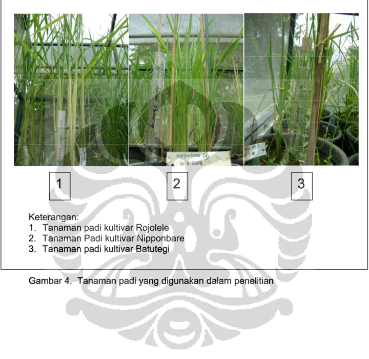 Gambar 4.  Tanaman padi yang digunakan dalam penelitian Gambar 4.  Tanaman padi yang digunakan dalam penelitian                                                       