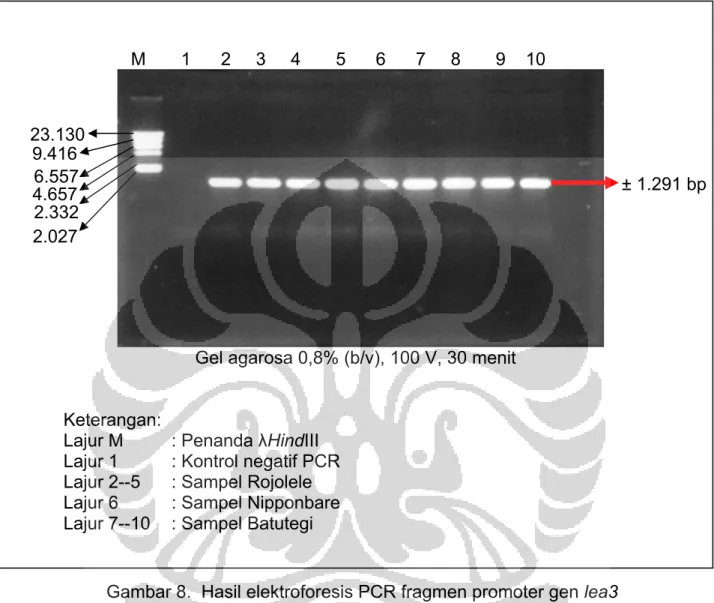 Gambar 8.  Hasil elektroforesis PCR fragmen promoter gen lea3 