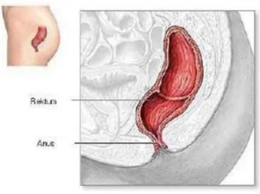 Gambar 2.13 : Rektum dan anus.