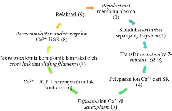 Gambar 2.8 Mekanisme Kontraksi-Relaksasi (Seeley et al., 2008)  2.5.4  Neurofisiologi  