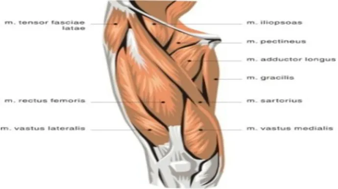 Gambar 2.5 Grup otot quadriceps femoris (Watson, 2002)  Grup otot quadriceps femoris terdiri dari empat otot, di antaranya : 