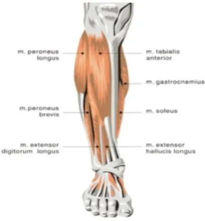 Gambar 2.8 Grup otot dorso fleksor ankle (Watson, 2002)  a  Tibialis Anterior 
