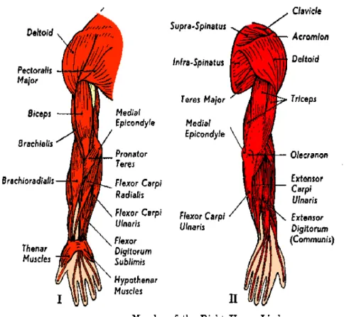 Gambar 2.5  Anatomi lengan (Anonim. 2011)  2.6. Sistem Energi Latihan 
