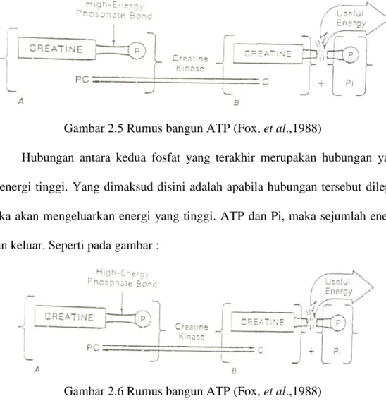 Gambar 2.6 Rumus bangun ATP (Fox, et al.,1988) 