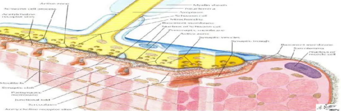 Gambar 2.3 Neuromuscular junction 