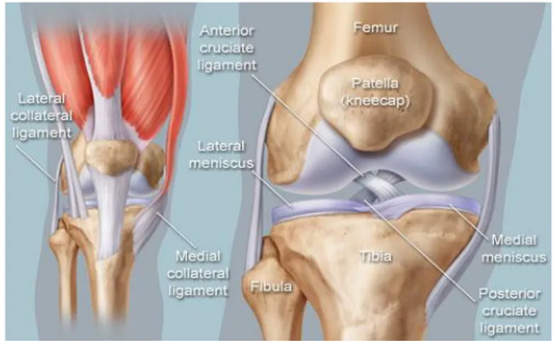 Gambar 2. 5 Ligamen Of Knee Joint 