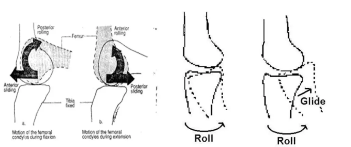 Gambar 2.9 artrhokinematika condyles femur terhadap dataran tibia   (Anshar dan Sudaryanto, 2011)