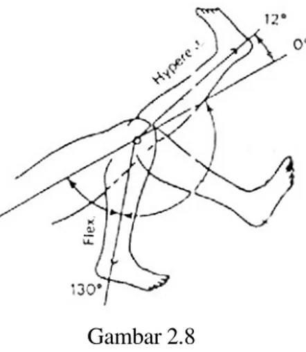 Gambar 2.8    Fleksi dan ekstensi knee   4. Penurunan Kekuatan Otot 