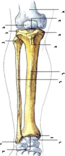 Gambar 1. Tulang Pembentuk Sendi Lutut (Putz &amp; Pabtz, 2000) 