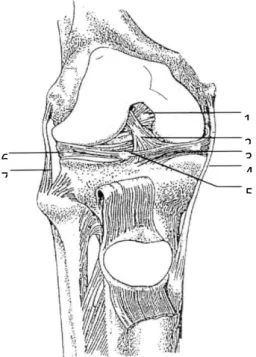 Gambar 2. Ligamentum Sendi Lutut Tampak Depan (Putz &amp; Pabtz, 2000)                                                                       1   2 3     4   5   6 7   