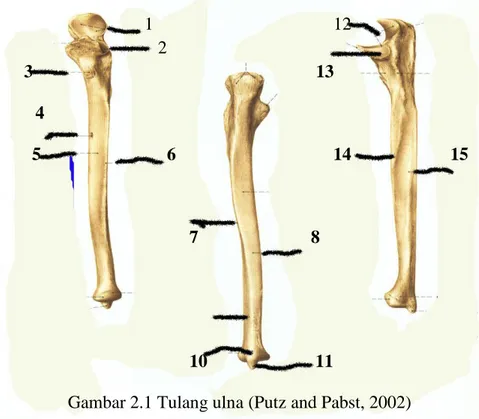 Gambar 2.1 Tulang ulna (Putz and Pabst, 2002) 
