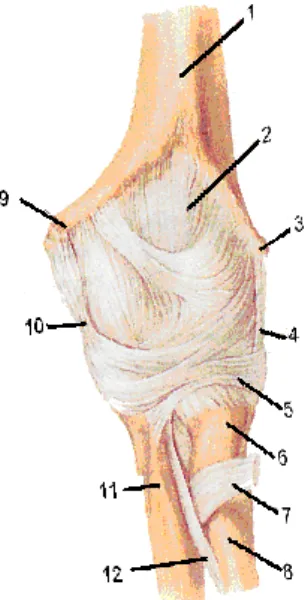 Gambar 2.2 Sendi Elbow tampak depan ( Putz,and.Pabst, 2002) 