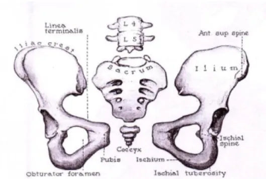 Gambar 1. Tulang pembentuk pelvis  