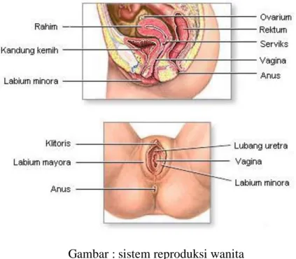 Gambar : sistem reproduksi wanita 