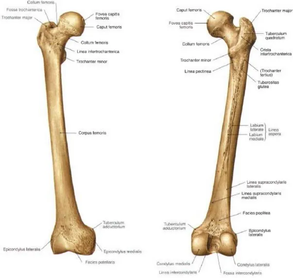 Gambar 3. Anatomi femur 