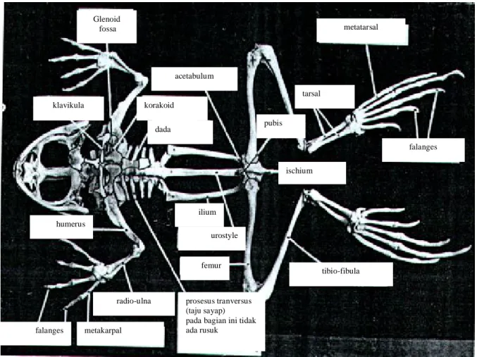 Gambar  4.12    Rangka  katak  tampak  ventral,  selain    vertebrae  yang  khas,  ada  beberapa  bagian  tulang  yang  menyatu