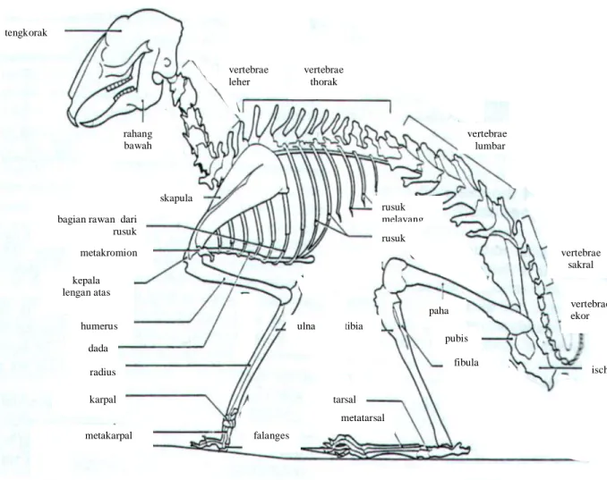 Gambar 4.13 Rangka kelinci tampak dari sisi kiri. Tulang-tulang penyusunnya serupa  dengan tulang manusia (Sumber:  Green and Taylor, 1986)