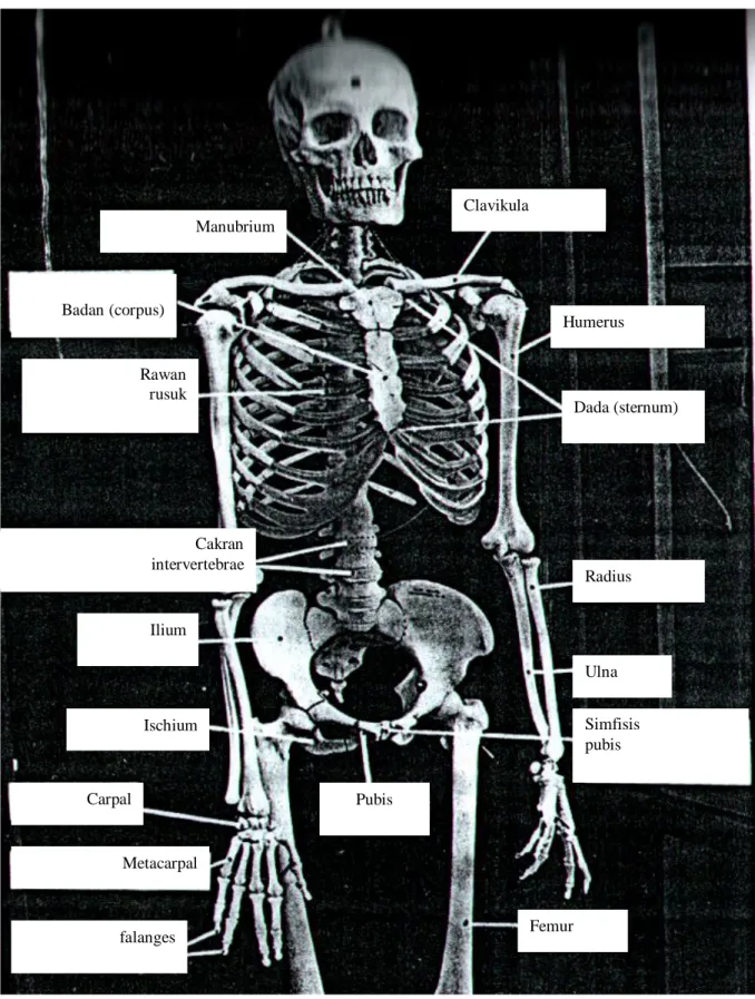 Gambar 4.9 Rangka manusia tampak ventral (Sumber:  Rust, 1983). 