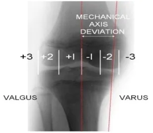 Gambar  12.  Pembagian  kuadran  sendi  lutut  (Sumber:  Stevens  P. 