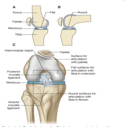 Gambar  1.  Sendi  lutut  (kapsul  sendi  tidak  ditampilkan)  (Sumber:  Drake  R, Vogl W, Mitchell A