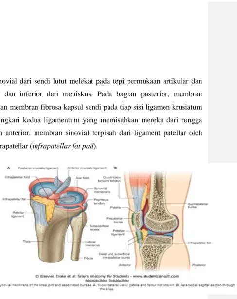 Gambar  3.  Membran  sinovial  dan  bursa  sendi  lutut  (Sumber:  Drake  R,  Vogl W, Mitchell A