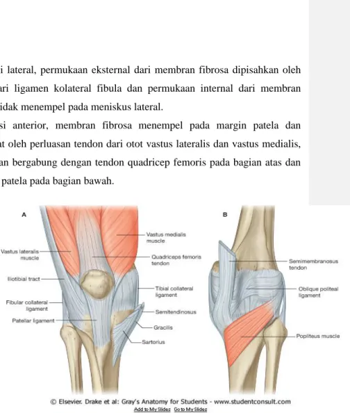 Gambar 4. Membran fibrosa kapsul sendi lutut A. Tampakan anterior B. 