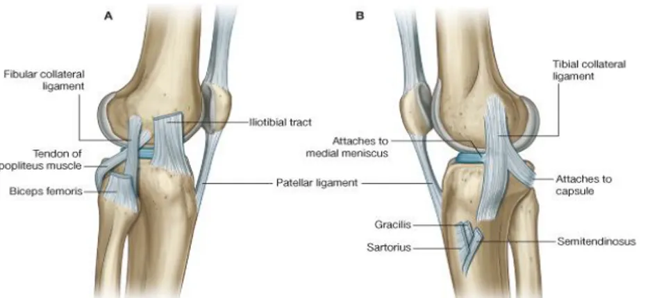 Gambar  5.  Ligamen  kolateral  sendi  lutut  A.  Tampakan  lateral  B. 