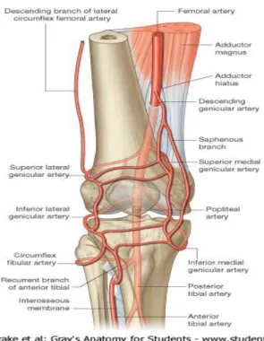 Gambar  6.  Perdarahan  sendi  lutut  (Sumber:  Drake  R,  Vogl  W,  Mitchell  A. Gray’s Anatomy for Students; 2005) 