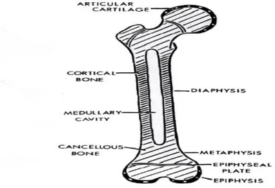 Gambar 7. Pertumbuhan tulang pada masa kanak-kanak (Sumber: Salter  R.  Textbook  of  Disorders  and  Injuries  of  the  Muskuloskeletal  System