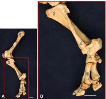 Gambar 1  Morfologi umum skelet kaki belakang Badak Sumatera (A), dan  skelet daerah cruris dan digit (B) tampak lateral (Lestari 2009)  1
