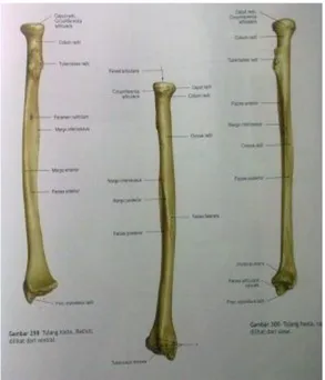 Gambar 1. Tulang Radius. 9