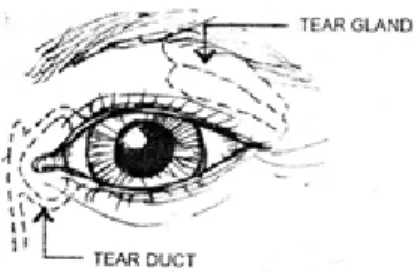 Gambar 3 Kelenjar air mata ( tear gland ) adalah kran; pembuluh air mata  ( tear duck ) adalah pengering