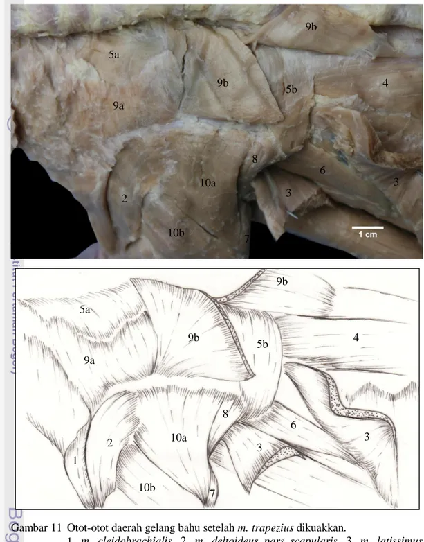 Gambar 11  Otot-otot daerah gelang bahu setelah m. trapezius dikuakkan. 