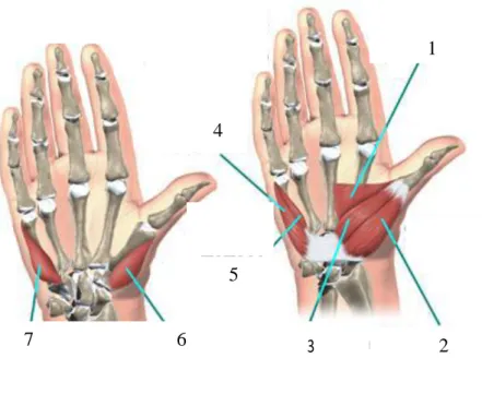Gambar 2.2 Otot pada telapak tangan (Houston Methodist Orthopedics &amp; Sports  Medicine, 2013) 