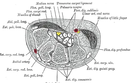 Gambar 2.1 Anatomi carpal tunnel (Aroori dan Spence, 2007) 