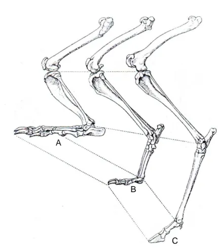 Gambar 4  Perbandingan panjang tungkai kaki belakang dari beberapa hewan  A.  Plantigradi, B