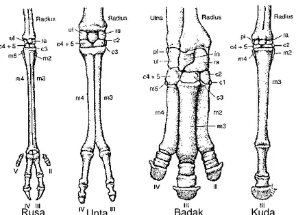Gambar 5 Skeleton manus pada ordo Artiodactyla (A) dan Perissodactyla (B)                  (Kent dan Miller 1997)