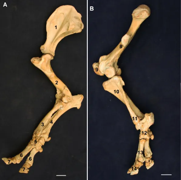 Gambar 6  Morfologi  skelet  tungkai  kaki  badak  Sumatera,  skelet  ossa  membri  thoracici kiri tampak lateral (A), dan ossa membri pelvini kiri tampak  lateral (B) 