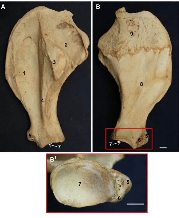 Gambar  7  Morfologi  os  scapula  kiri  badak  Sumatera  tampak  lateral  (A)  dan  medial (B) 